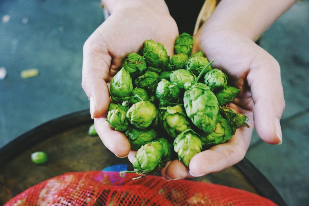 Свежий хмель