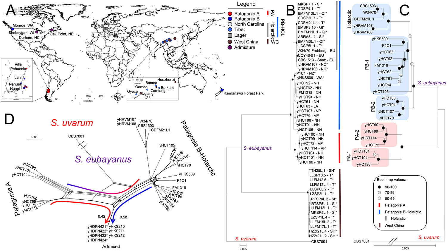 Распространение и филогенография Saccharomyces eubayanus