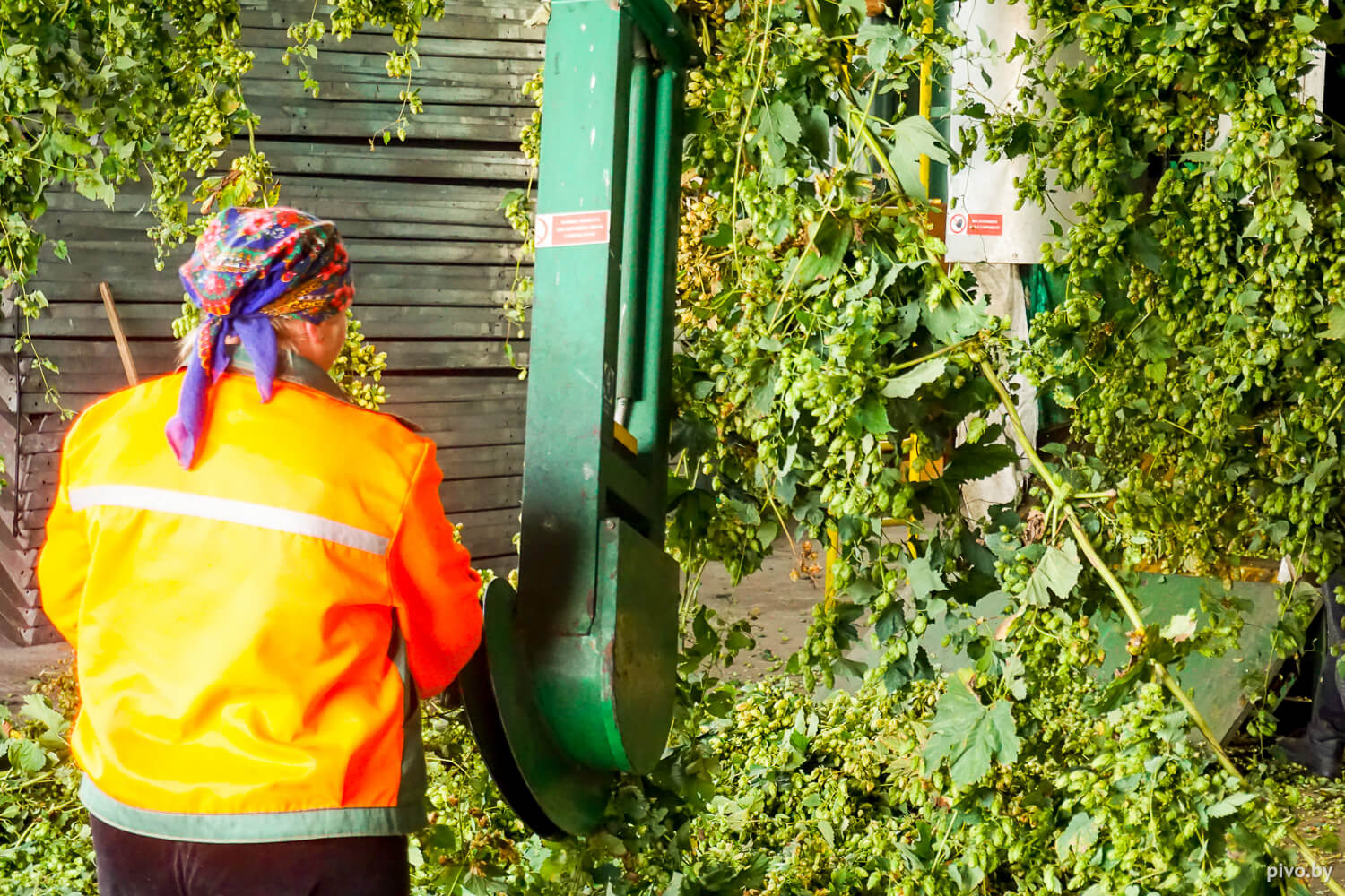 Белорусский хмель