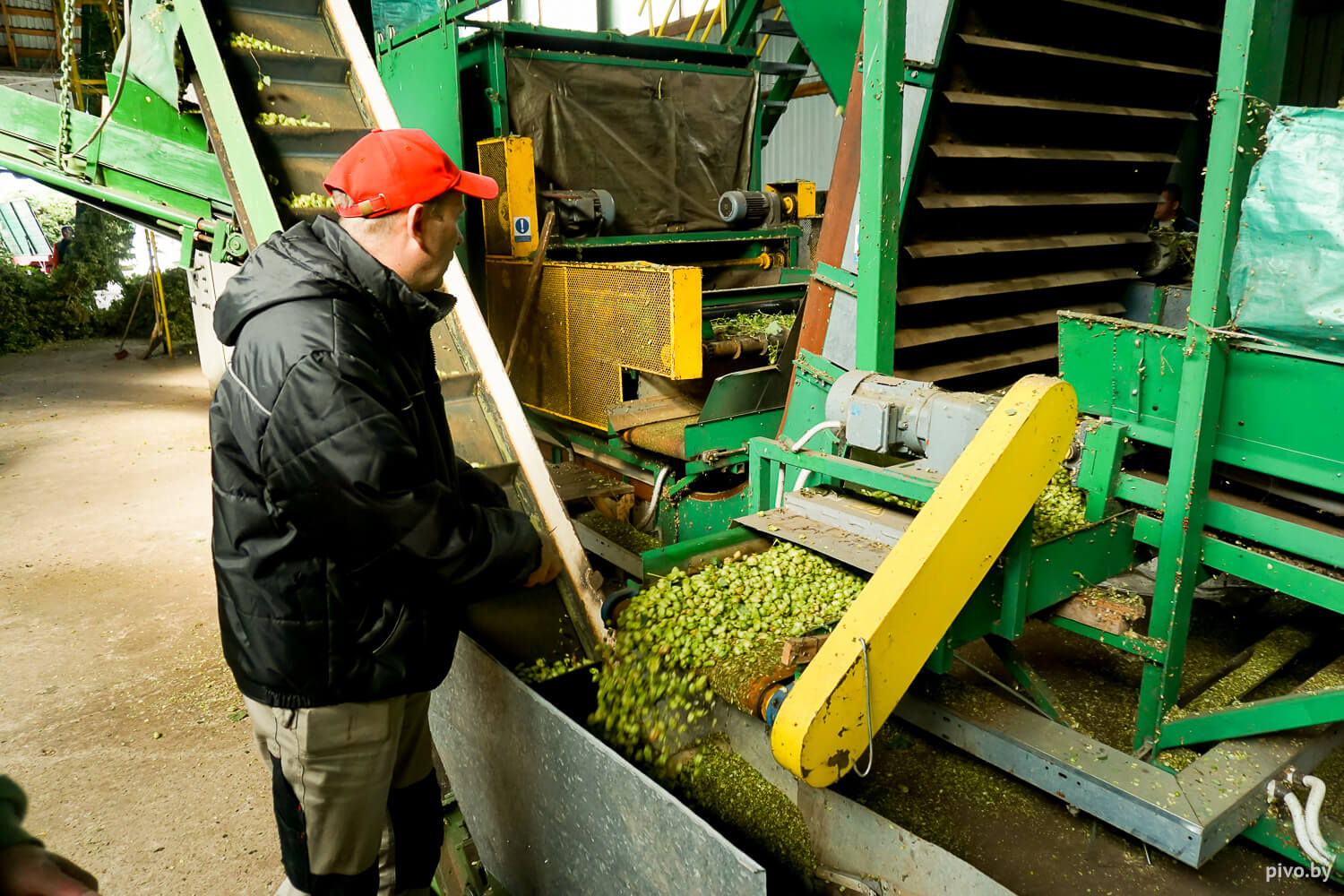 Белорусский хмель