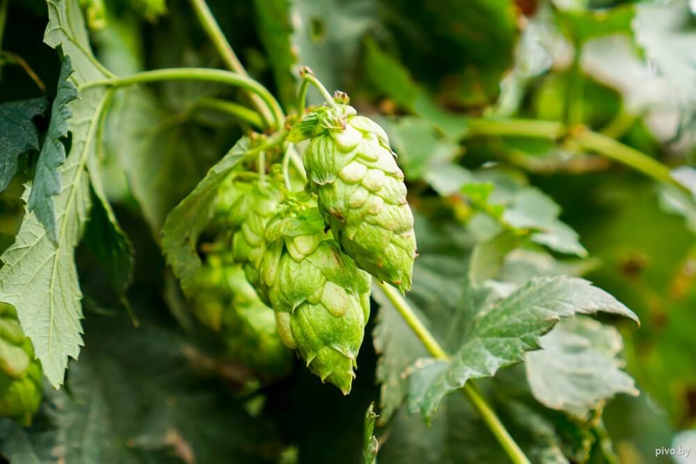 Белорусский хмель