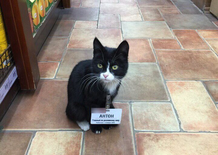 Пушистый продавец