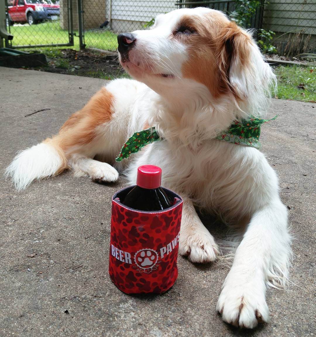 В США создали «пиво для собак» — Pivo.by