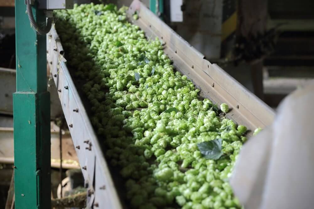 Жатецкий хмель