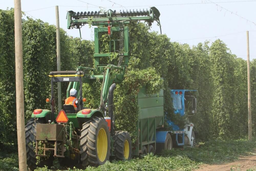 Хмель для пивоварни Rogue