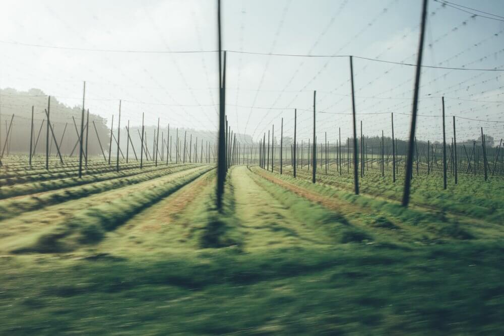 Хмель для пива Warsteiner