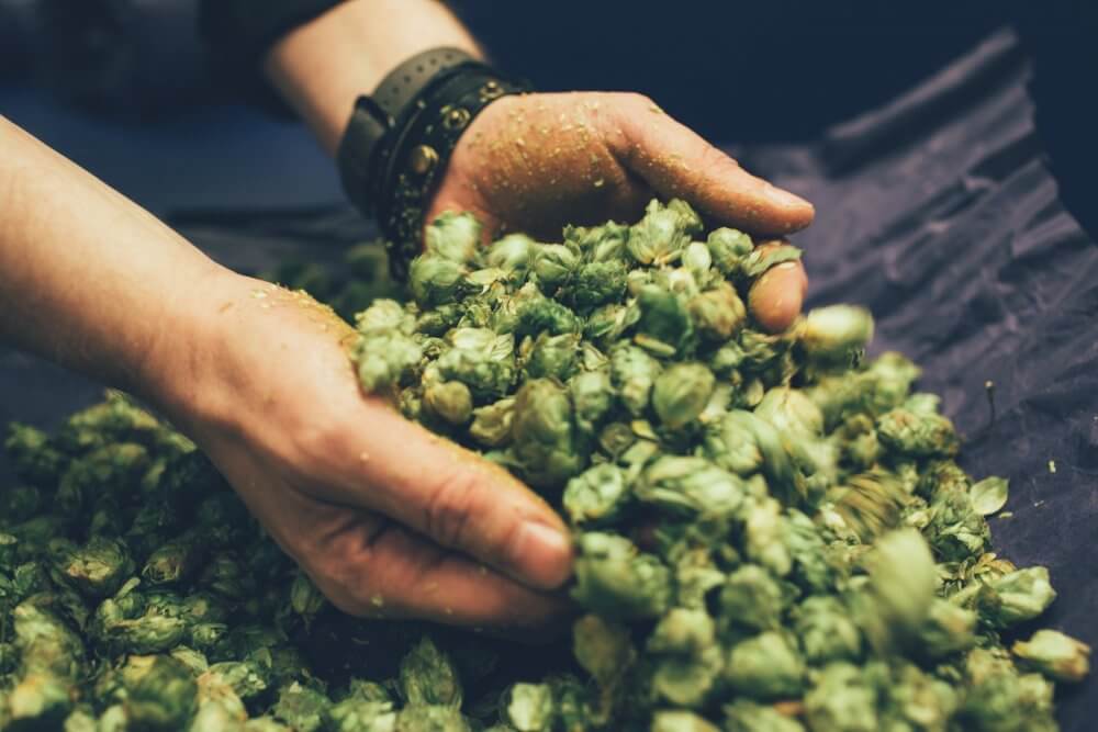 Хмель для пива Warsteiner