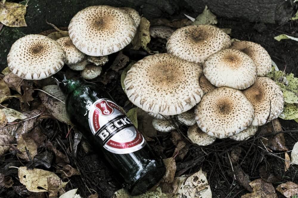 Пиво и грибы