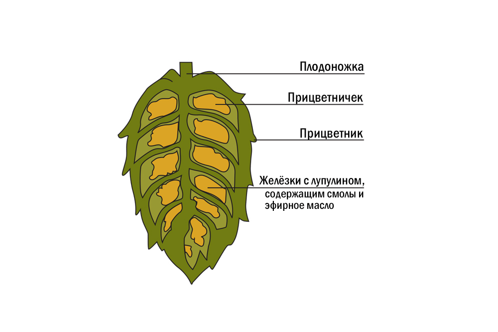 Эфирное Масло Хмеля