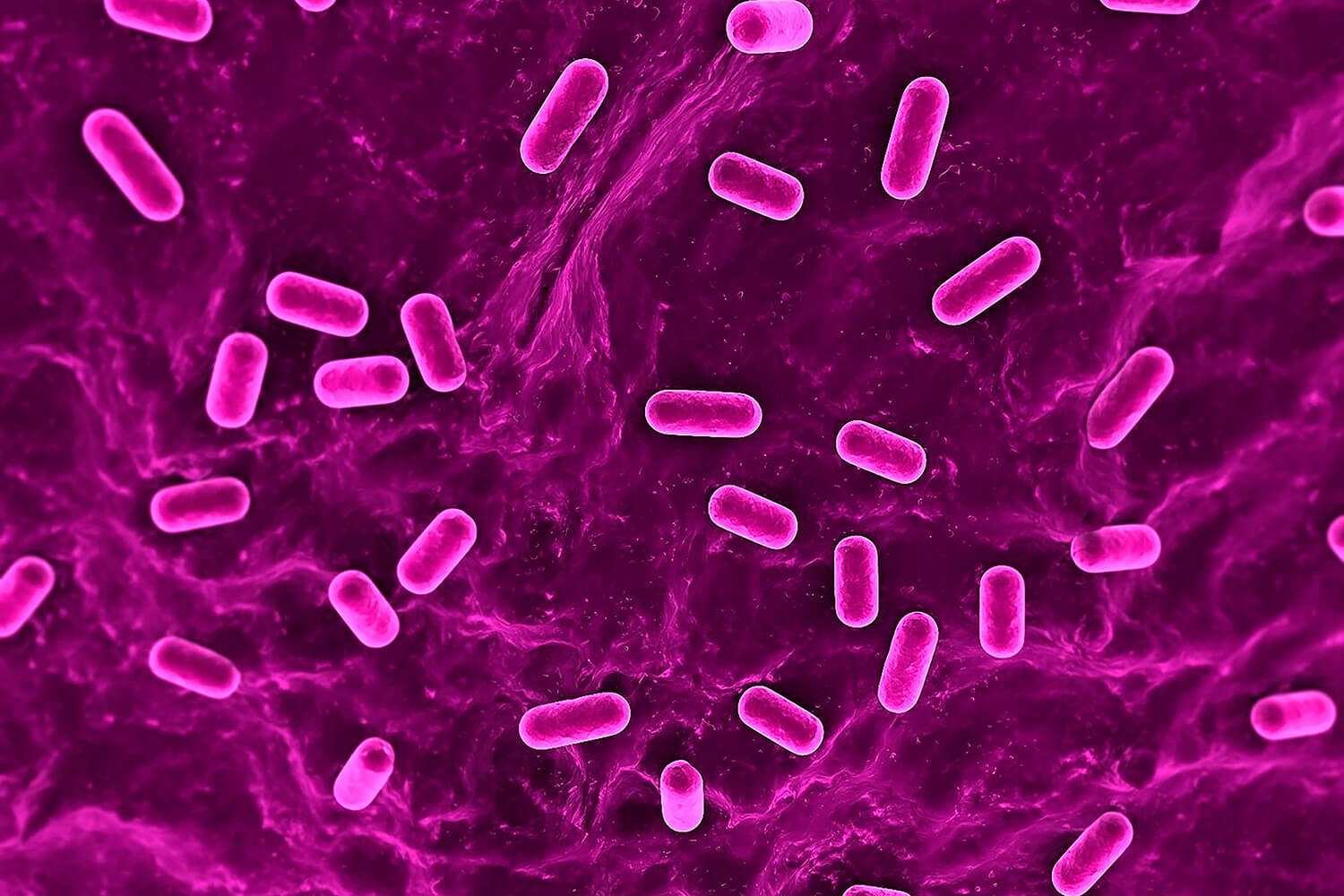 Rothia mucilaginosa что это. Педиококки микробиология. Pediococcus Damnosus. Молочнокислые педиококки. Микробиология фото.