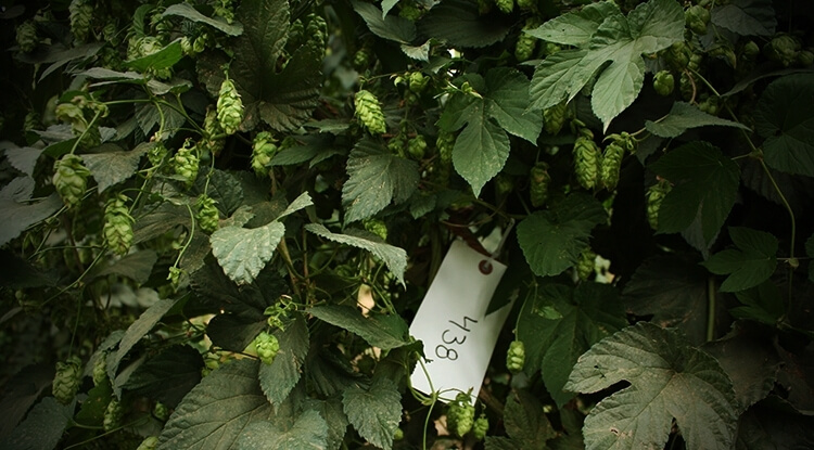 Sabro — новый коммерческий сорт хмеля — Pivo.by