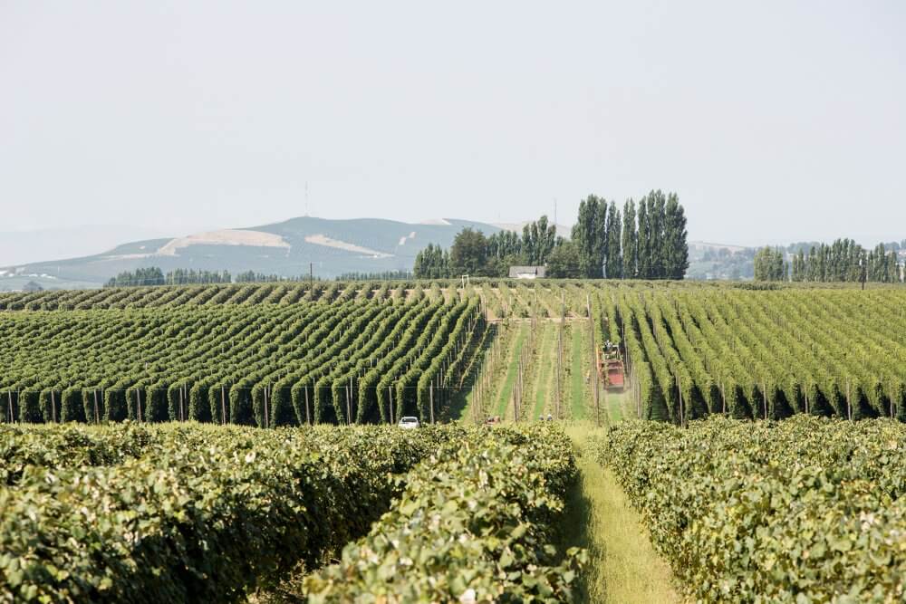 Хмель в США