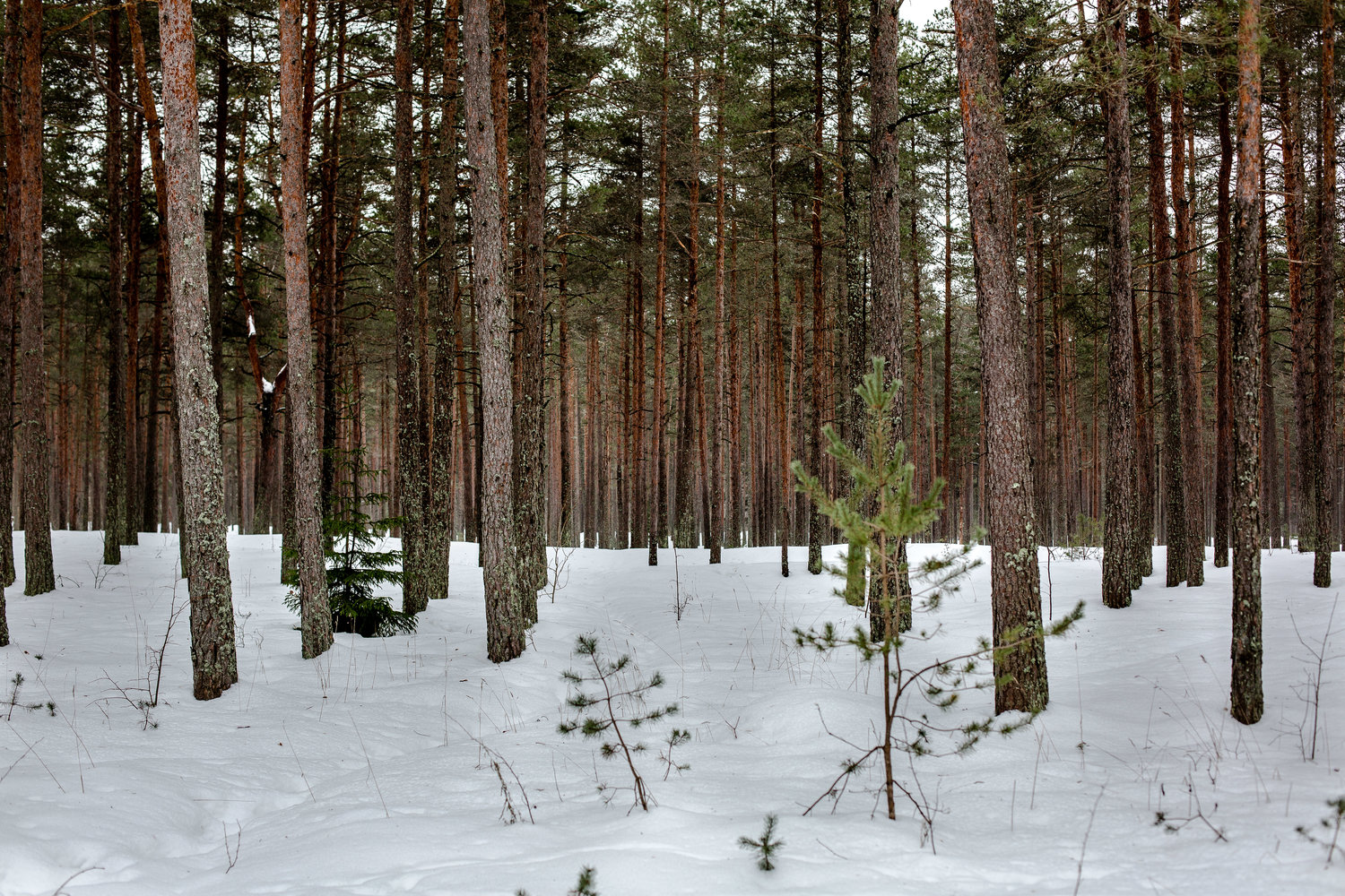 Старая пивоварня Põhjala
